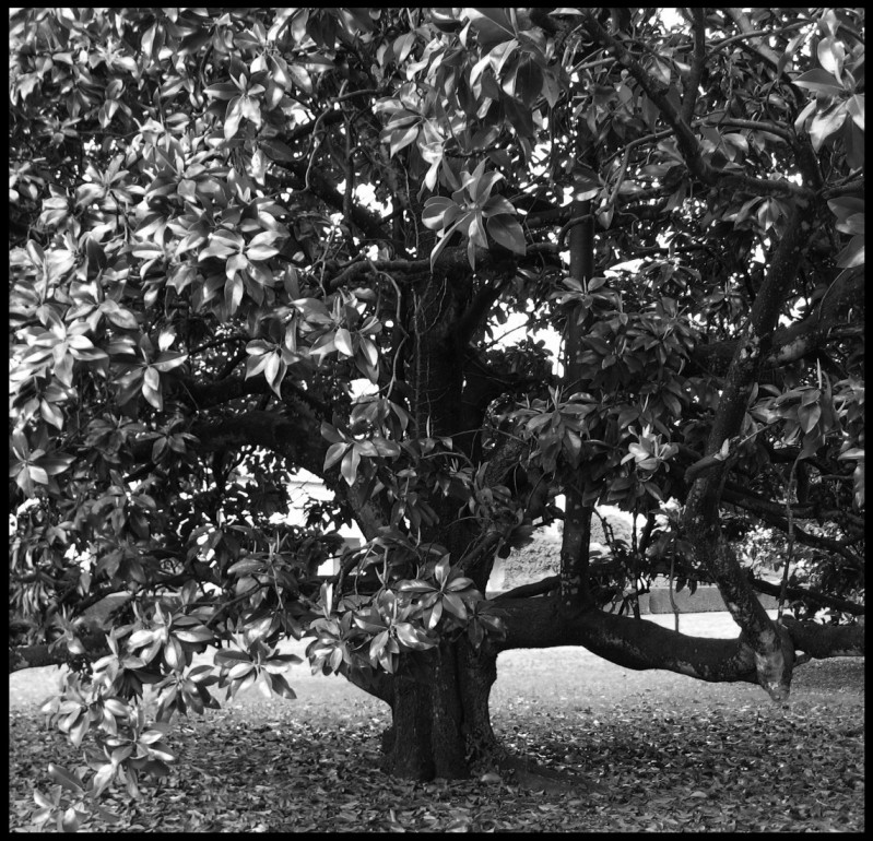 Alberi di villa Emo